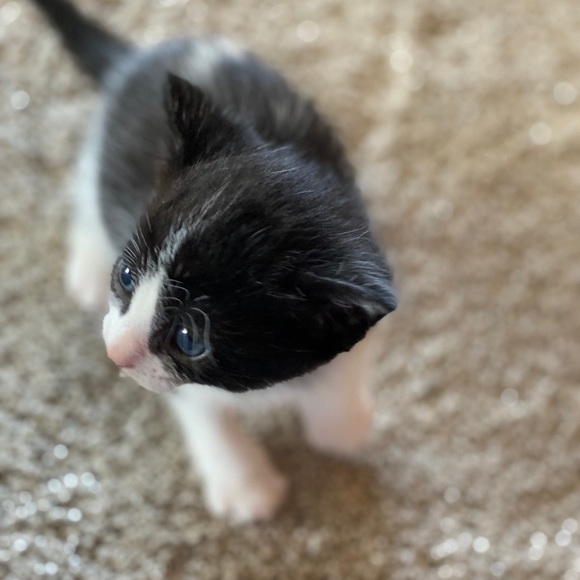 🐱 Kittens Update!🐱 - Picture 5 of 8